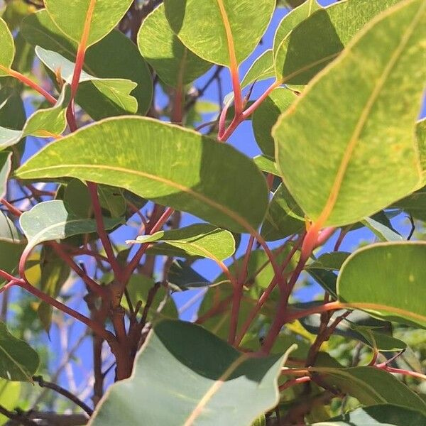 Corymbia ficifolia Leaf