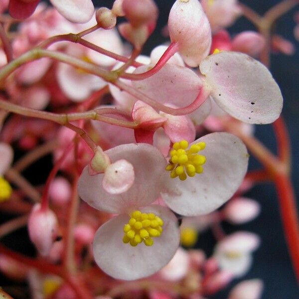 Begonia quaternata Flor