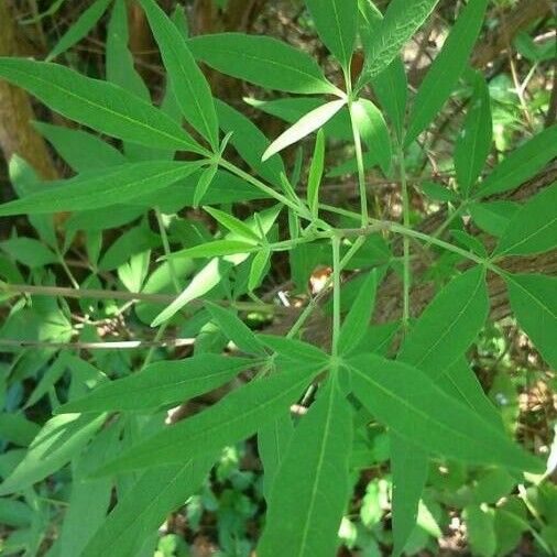 Vitex agnus-castus Liść