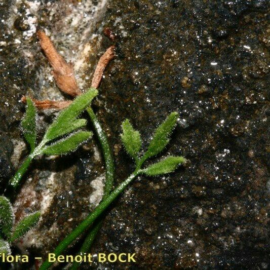 Asplenium seelosii Annet