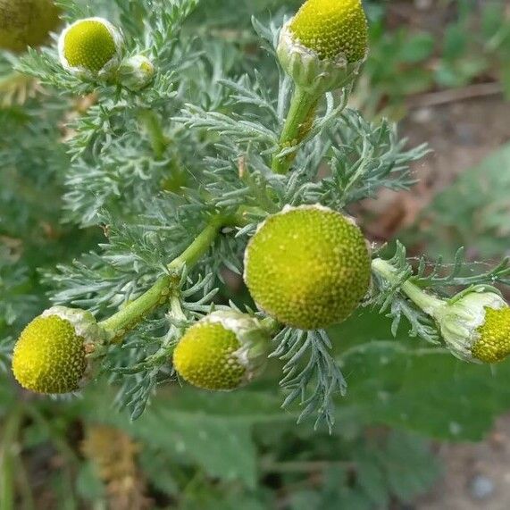 Matricaria discoidea Virág