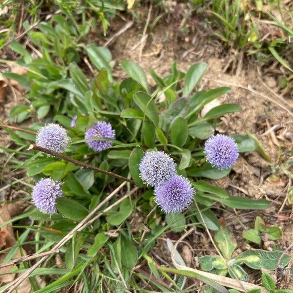 Globularia bisnagarica Kvet