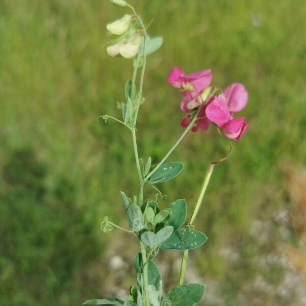 Lathyrus tuberosus Лист