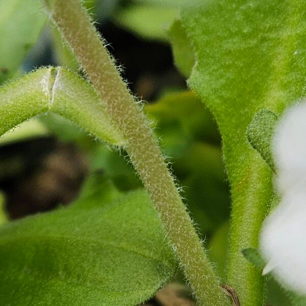 Arabis caucasica Bark