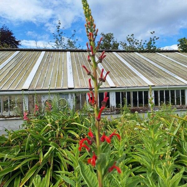 Lobelia tupa Flower