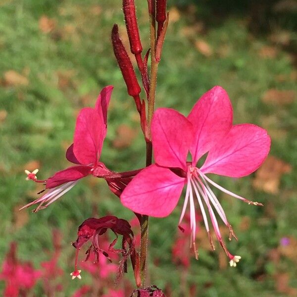 Gaura lindheimeri Цвят