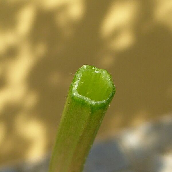 Ranunculus sceleratus 樹皮