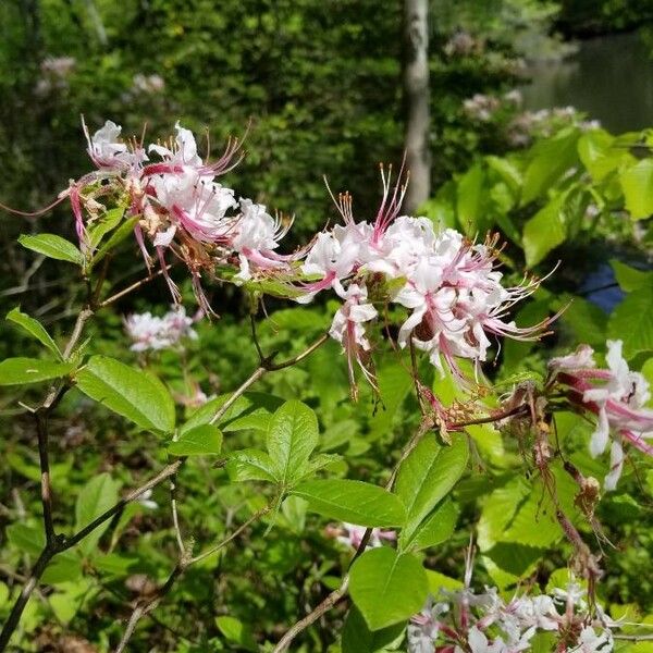 Rhododendron periclymenoides Kvet