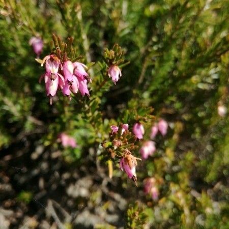 Erica erigena Flors