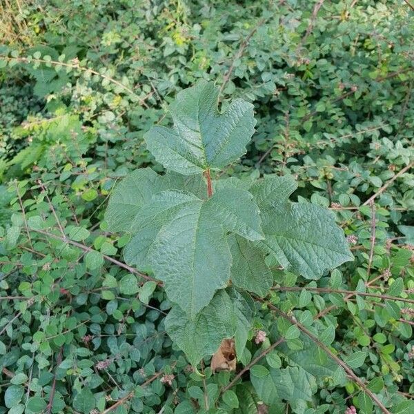 Viburnum opulus Blad