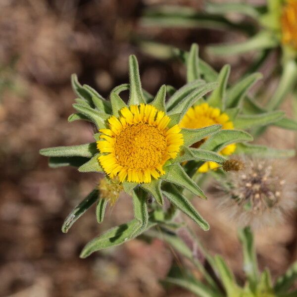 Asteriscus aquaticus Flower