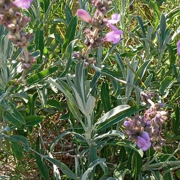 Salvia officinalis Flower