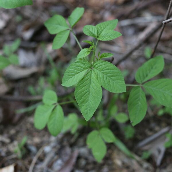 Cleome aculeata Folio