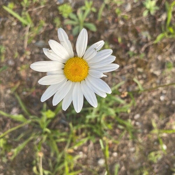 Leucanthemum vulgare Λουλούδι