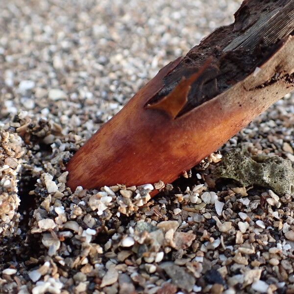 Rhizophora mucronata Bark