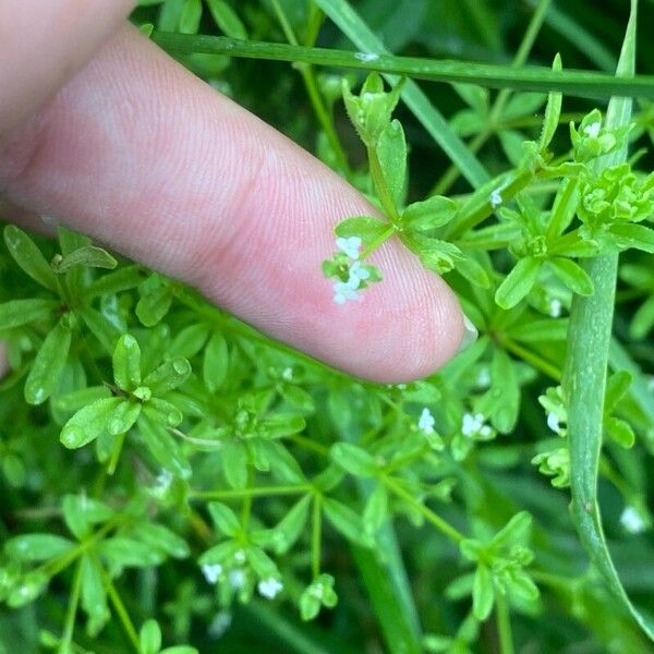 Galium trifidum Flower