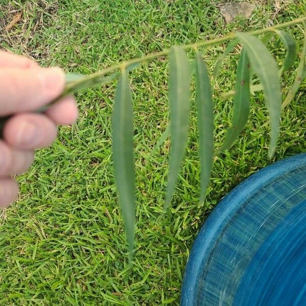 Salix humboldtiana ഇല