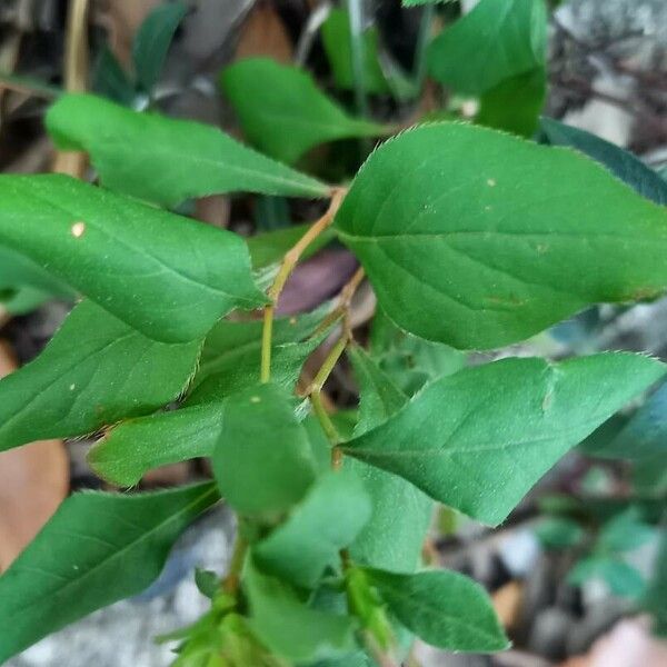 Ceratostigma plumbaginoides Leaf