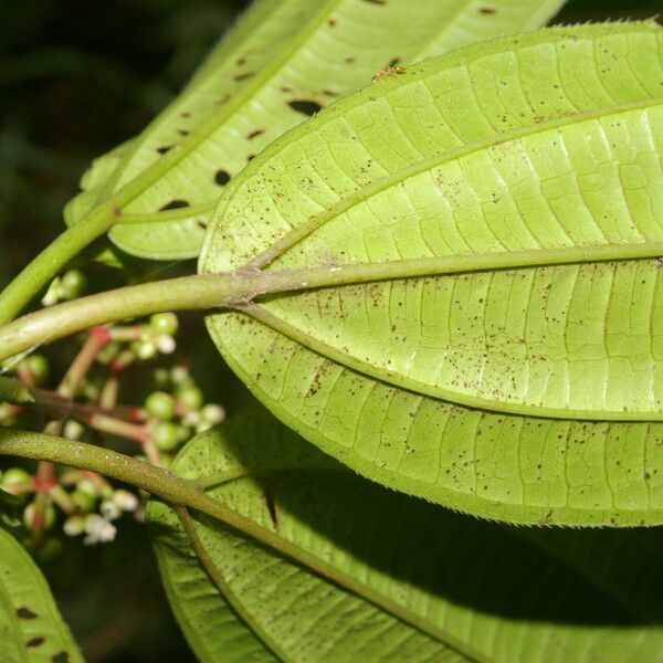 Miconia ciliata পাতা