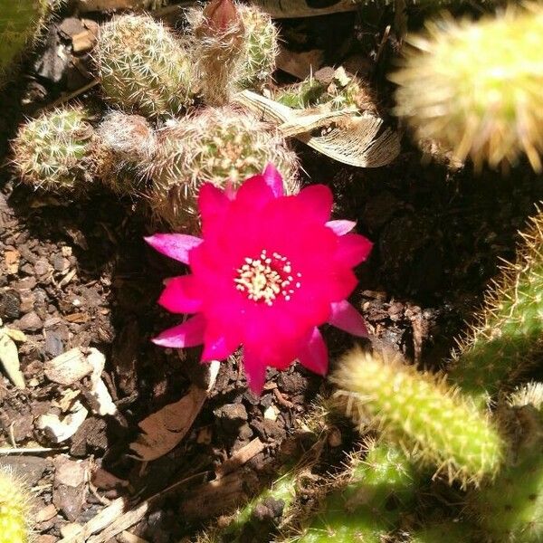 Chamaecereus silvestrii Õis