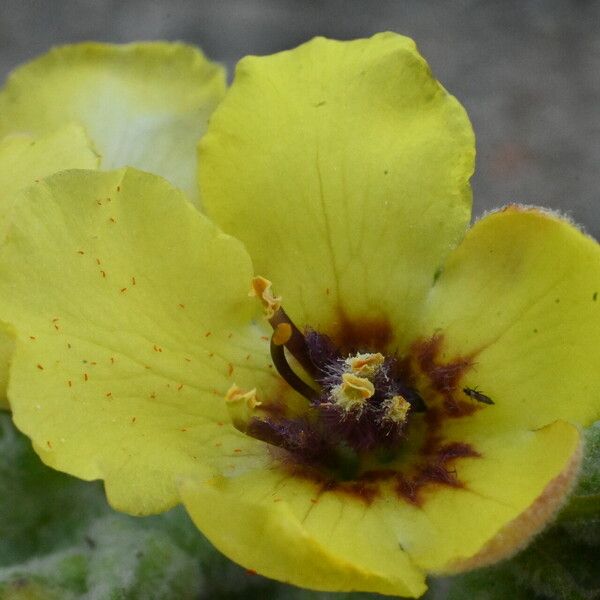 Verbascum boerhavii Flower