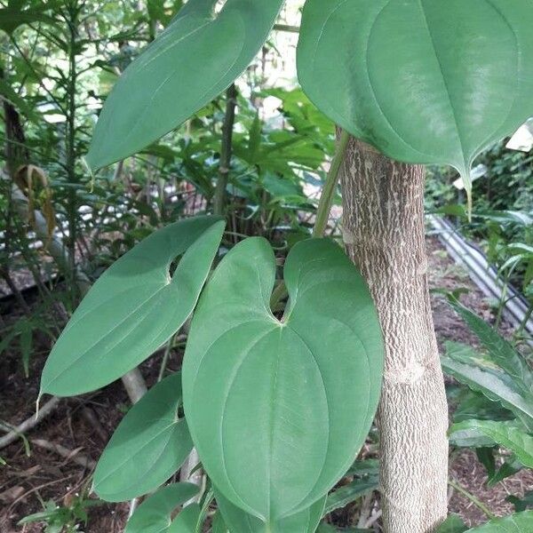 Dioscorea alata पत्ता