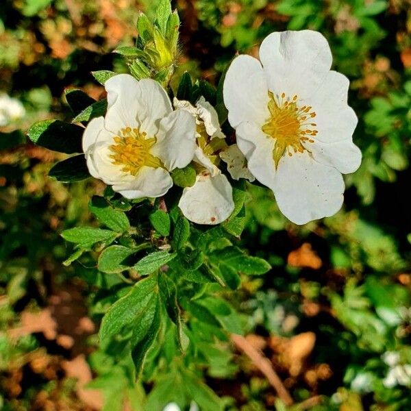 Dasiphora fruticosa Hábito