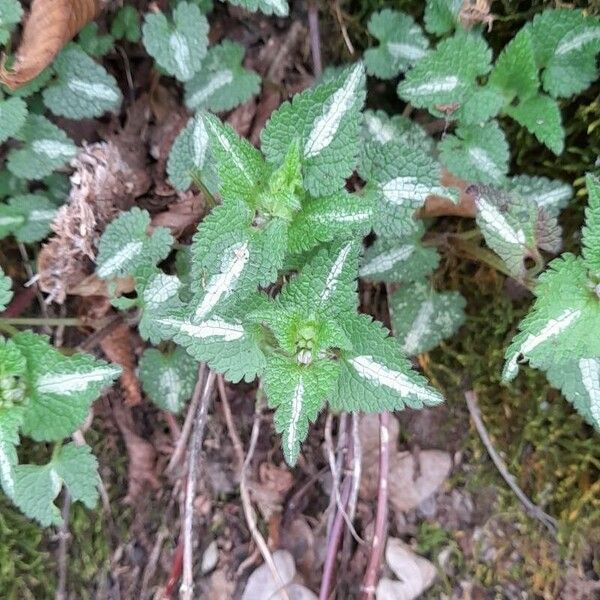 Lamium maculatum List