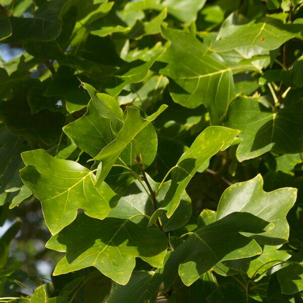 Liriodendron tulipifera Yaprak