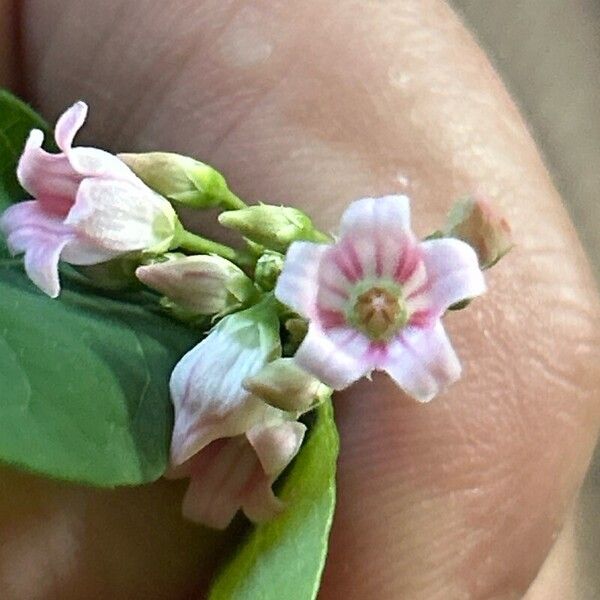 Apocynum androsaemifolium Flower