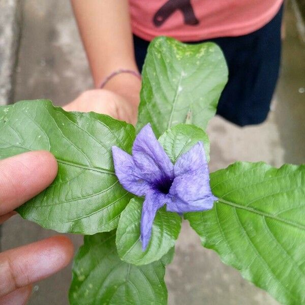 Ruellia simplex Fuelha