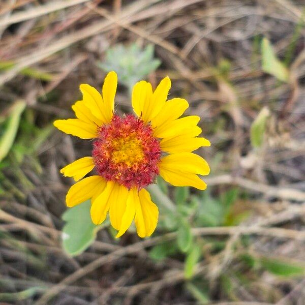 Gaillardia pinnatifida പുഷ്പം