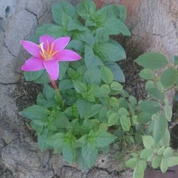 Zephyranthes carinata Flower