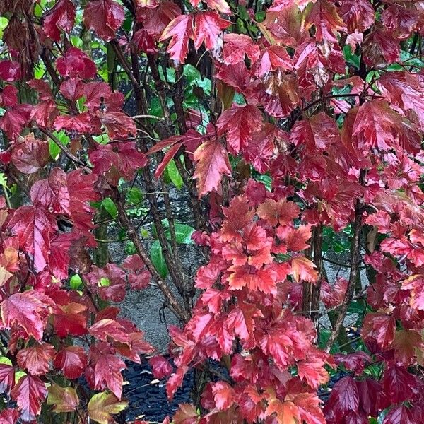 Viburnum sargentii Habitus