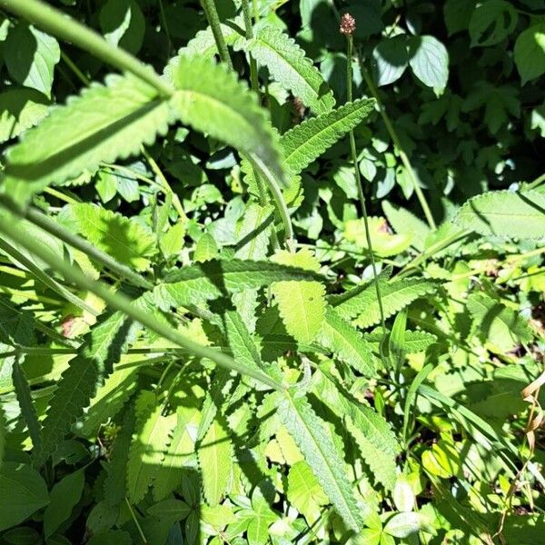 Betonica officinalis Blad