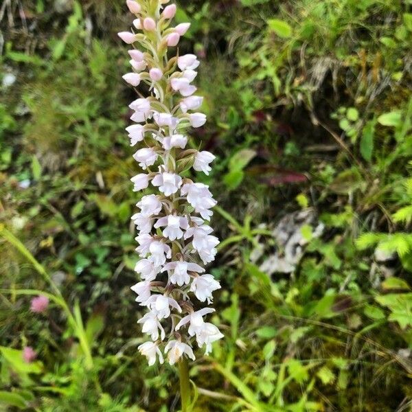 Gymnadenia conopsea Blomst