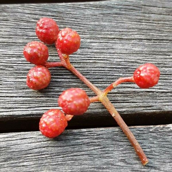 Zanthoxylum simulans Frucht