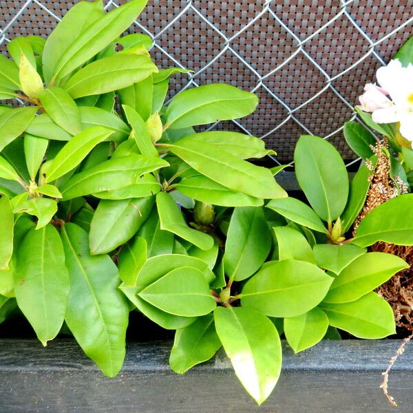 Rhododendron maximum Habit