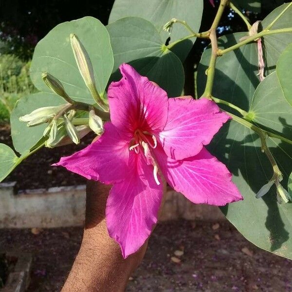 Bauhinia variegata Кветка