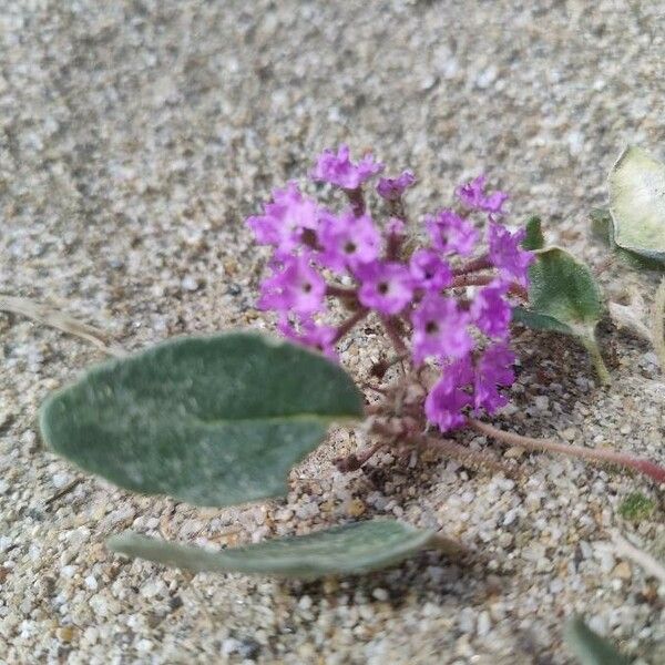 Abronia pogonantha Flower