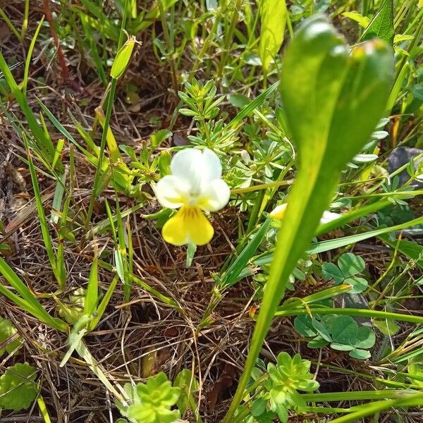 Viola hymettia Flor