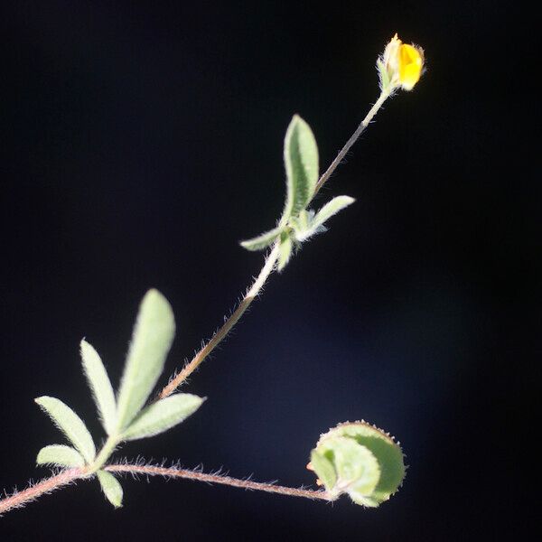 Anthyllis circinnata ഇല