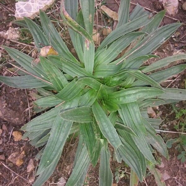 Plantago serraria 葉