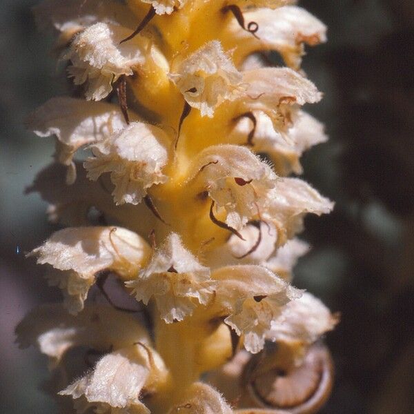 Orobanche alsatica Virág