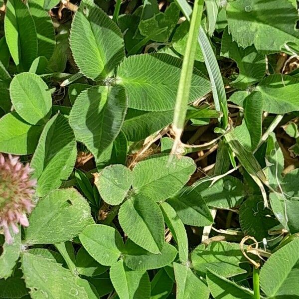 Trifolium fragiferum ഇല