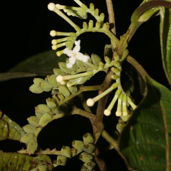 Guettarda crispiflora Цветок