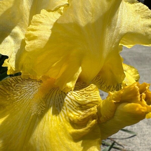 Iris barbatula Bloem