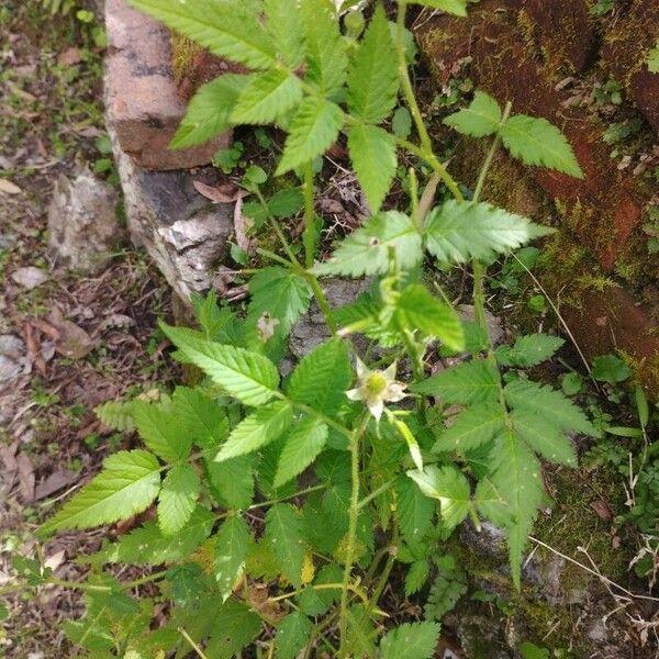 Rubus rosifolius Hábito