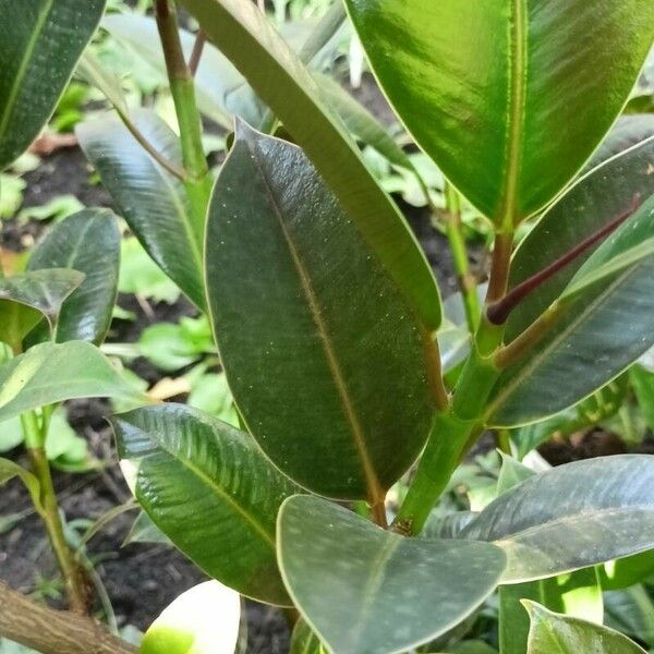 Ficus elastica Leaf