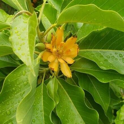 Magnolia champaca Flower